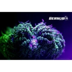 FLUORDIVE Filtre Jaune Pour Masque - Big Blue -Suuntoe Magasin fluordive filtre jaune pour masque big blue 3