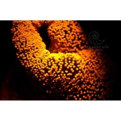 FLUORDIVE Filtre Jaune Pour Masque - Big Blue -Suuntoe Magasin fluordive filtre jaune pour masque big blue 4